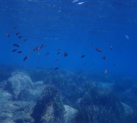 Chromis-chromis-3.jpg