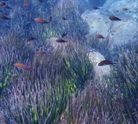 Chromis-chromis-4.jpg