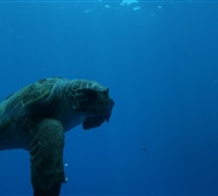 Caretta-caretta.jpg