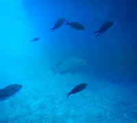 Chromis-chromis-and-Epineph.jpg