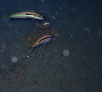 Coris-julis-&-Parupeneus-fo.jpg