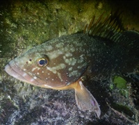 Epinephelus-marginatus-1.jpg