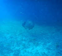 Epinephelus-marginatus-2.jpg