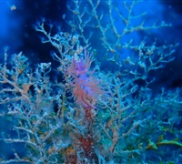 Flabellina-affinis.jpg