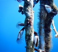 Lepas-anatifera.jpg