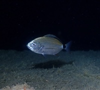 Oblada-melanura.jpg