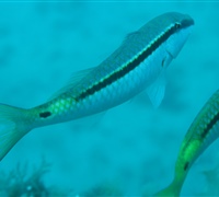 Parupeneus-forsskali.jpg