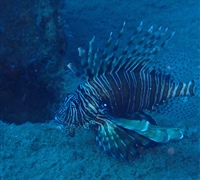 Pterois-miles-1.jpg