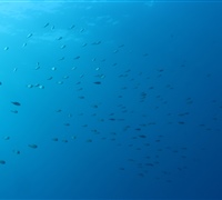 Chromis-chromis.jpg