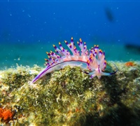 Coryphellina-rubrolineata-(.jpg