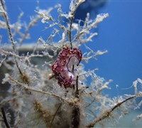Coryphellina-rubrolineata.jpg