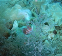 Cratena-peregrina-(2).jpg