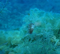 Cratena-peregrina-(3).jpg