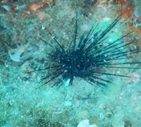Diadema-setosum-1.jpg
