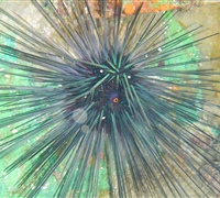 Diadema-setosum-2.jpg