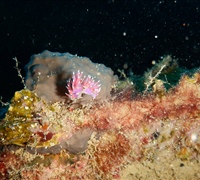 Edmundsella-pedata-(2).jpg