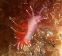 Edmundsella-pedata.jpg