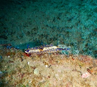 Felimare-picta.jpg