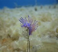 Flabellina-affinis-(2).jpg