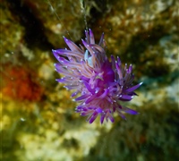 Flabellina-affinis.jpg