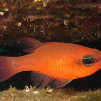 Apogon imberbis