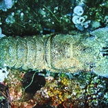 Scyllarides latus