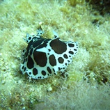 Peltodoris atromaculata - Διάστικτος γυμνοσάλιαγκας, Αγελαδίτσα