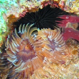 Serpula vermicularis - Σκουλήκι ανεμιστήρας