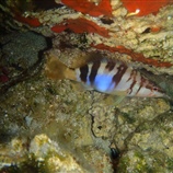 Serranus scriba - Πέρκα