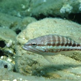 Serranus hepatus - Καφέ Χάνος	