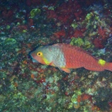 Sparisoma cretense - Σκάρος