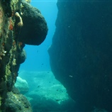 Sarcotragus spinulosus - Μαύρο Σφουγγάρι