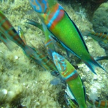 Thalassoma pavo - Γυαλίνα
