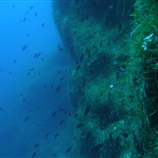 Caulerpa racemosa - Θαλασσινά σταφύλια