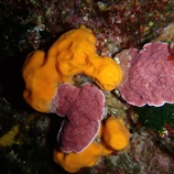 Pseudolithophyllum expansum - Κόκκινα πλατύφυλλα φύκια