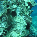 ArbacialixulaBlackSea1.jpg
