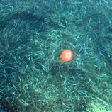 Chrysaora hysoscella - Τσούχτρα, Μέδουσα