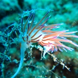 Cratena peregrina - Προσκυνητής