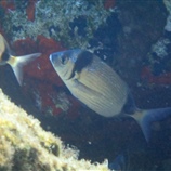 Cratena peregrina - Προσκυνητής