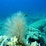 Eudendrium racemosum - κοινό υδρόζωο