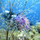Eudendrium disticha - κοινό υδρόζωο	