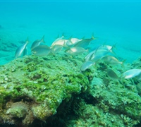 IMG_4446.jpg