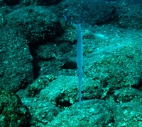 IMG_4537.jpg