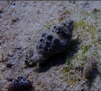 Cerithium-scabridum.jpg