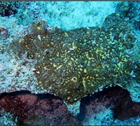 Cliona-viridis.jpg