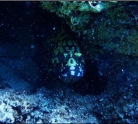 Epinephelus-marginatus-1.jpg