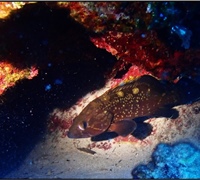 Epinephelus-marginatus-2.jpg