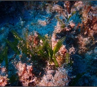 Halophila-stipulacea.jpg