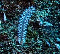 Hermodice-carunculata.jpg
