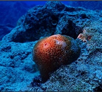 Ircinia-sp-2.jpg